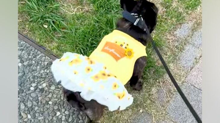 『スカートを履いた犬』が散歩をした結果→突風が吹いて…『まさかの展開』が107万再生「くだらなすぎて草」「ハレンチブルドッグｗｗ」と爆笑(ブログ)