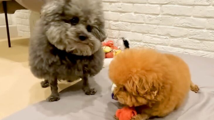 おもちゃで遊ぶ兄犬→病気の弟犬が『欲しいな』と物欲しそうに見つめた結果…優しさあふれる『まさかの行動』に感動「泣ける」「これぞ兄弟愛」(ブログ)