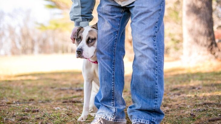 愛犬が『怖がっているとき』にできる適切な対処法4選　安心を与えて絆を深めよう(ブログ)