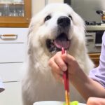 おばあちゃんがご飯を食べていたら『超大型犬』が近づいてきて…成功率100％の『おねだり』が110万再生「可愛すぎ」「甘やかしちゃうｗ」(ブログ)