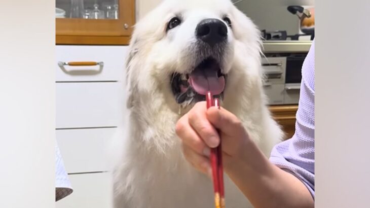 おばあちゃんがご飯を食べていたら『超大型犬』が近づいてきて…成功率100％の『おねだり』が110万再生「可愛すぎ」「甘やかしちゃうｗ」(ブログ)