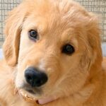 大型犬パピーに『1時間のお留守番をしてもらった』結果→帰宅後、体を見てみると…まさかの模様に4万いいね「お利口なの伝わる」「人間みたい」(ブログ)