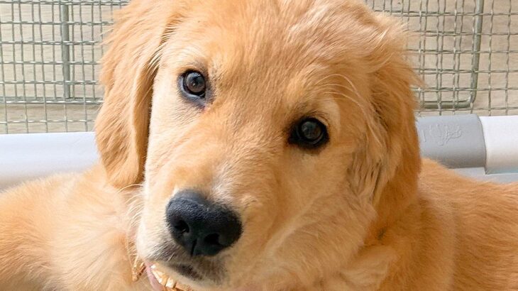 大型犬パピーに『1時間のお留守番をしてもらった』結果→帰宅後、体を見てみると…まさかの模様に4万いいね「お利口なの伝わる」「人間みたい」(ブログ)