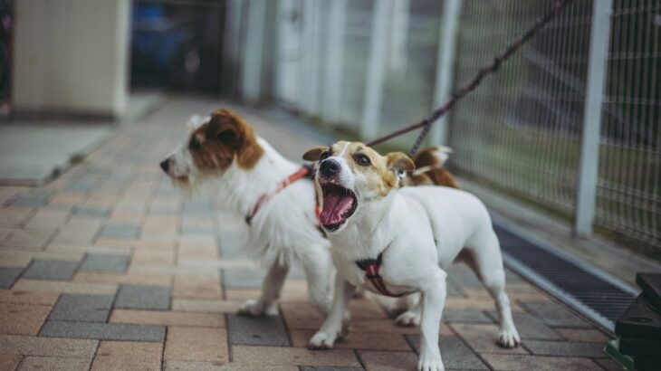 『吠えやすい』小型犬5選　警戒心が強く、番犬気質のあるワンコの特徴や共通点まで解説(ブログ)
