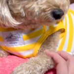 仕事に行こうとしたら『悲しげな顔』になる犬→帰宅後…あまりにもわかりやすい『態度の違い』が18万再生「完全に理解してる」「めちゃ可愛い」(ブログ)