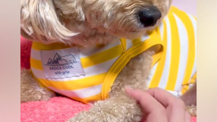 仕事に行こうとしたら『悲しげな顔』になる犬→帰宅後…あまりにもわかりやすい『態度の違い』が18万再生「完全に理解してる」「めちゃ可愛い」(ブログ)
