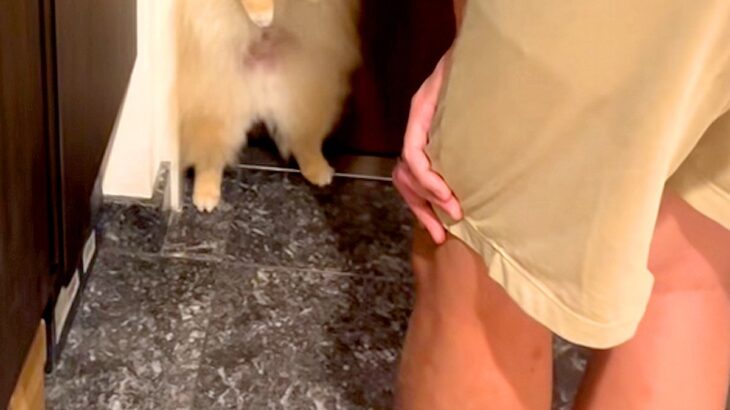 『パパがお出かけしてしまう』と勘違いした犬→わざわざ玄関まで行って…絶対に出られない『外出阻止』が24万再生「姿勢がｗ」「可愛すぎるｗ」(ブログ)