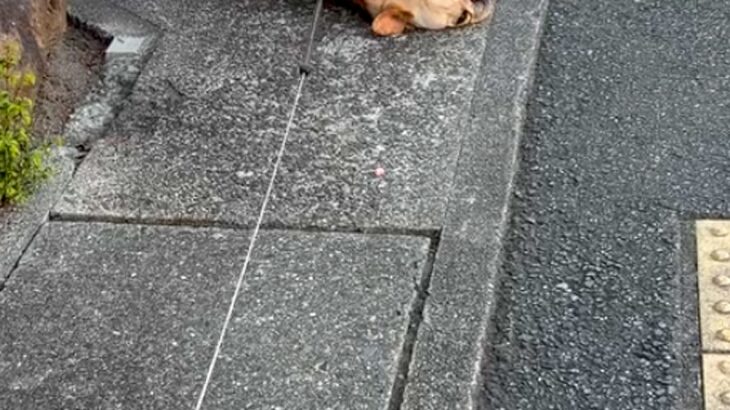 公園が大好きな犬に『帰るよ』と伝えた結果→嫌がりすぎて…子どものような『駄々のこね方』が25万再生「永遠の3歳」「出くわしたら拾いたい」(ブログ)
