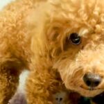 病気で『下半身不随』になった犬→諦めずにリハビリを続けて、2年後に…小さな体での『努力の記録』に涙腺崩壊「鳥肌立った」「本当にスゴイ」(ブログ)