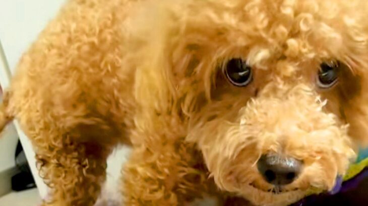病気で『下半身不随』になった犬→諦めずにリハビリを続けて、2年後に…小さな体での『努力の記録』に涙腺崩壊「鳥肌立った」「本当にスゴイ」(ブログ)