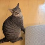 『にゃーん』と猫に呼ばれたので、ついて行った結果→犬が閉じこめられていて…まさかの光景に5万いいね「現行犯逮捕ｗ」「助けて…って顔で草」(ブログ)