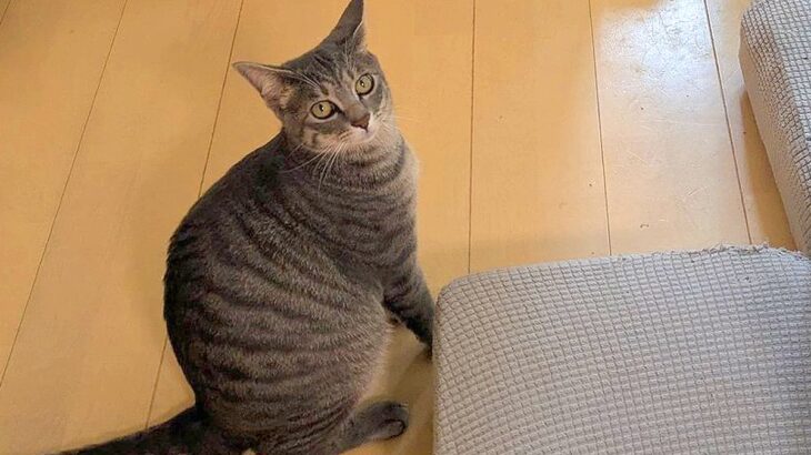 『にゃーん』と猫に呼ばれたので、ついて行った結果→犬が閉じこめられていて…まさかの光景に5万いいね「現行犯逮捕ｗ」「助けて…って顔で草」(ブログ)