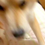 パパの帰宅に気付かず爆睡する犬→目を覚ました瞬間に…寝起きとは思えない『熱烈大歓迎』が25万再生「誤魔化すように甘えてるｗ」「癒された」(ブログ)