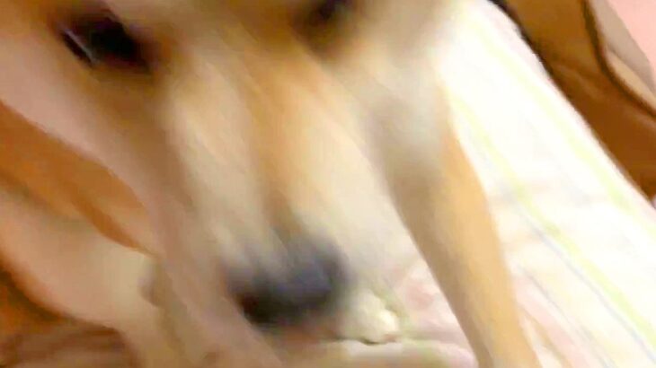 パパの帰宅に気付かず爆睡する犬→目を覚ました瞬間に…寝起きとは思えない『熱烈大歓迎』が25万再生「誤魔化すように甘えてるｗ」「癒された」(ブログ)