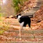 世界一賢い犬種と『1年前にきた公園』に訪れた結果→ママの好きな景色を覚えていて…素敵すぎる『まさかの行動』に反響「噓でしょ賢い」「天才」(ブログ)