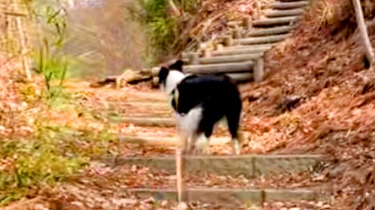 世界一賢い犬種と『1年前にきた公園』に訪れた結果→ママの好きな景色を覚えていて…素敵すぎる『まさかの行動』に反響「噓でしょ賢い」「天才」(ブログ)