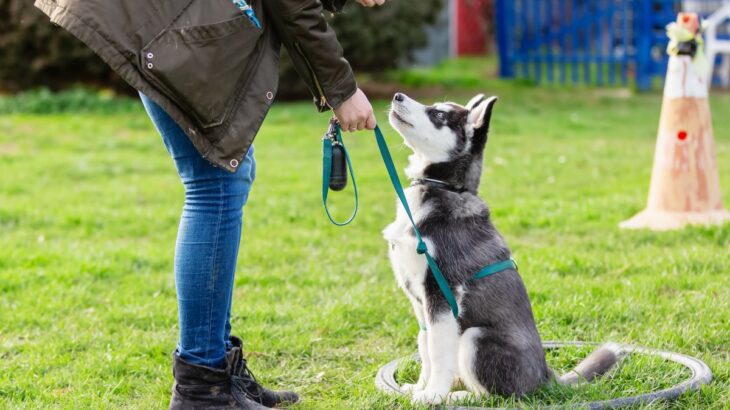 『しつけが難しい』犬種５選　飼いにくいといわれている理由や効果的なコマンドの教え方まで(ブログ)