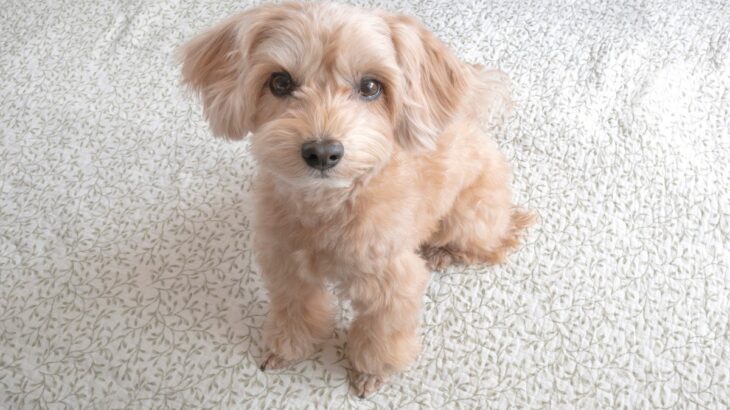犬が飼い主にみせる『要求』サイン4選　執拗にアピールしてくるときの正しい接し方とは？(ブログ)