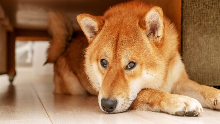 犬が感じる『ストレス』とは？愛犬に精神的苦痛を与えすぎた場合に起こる悪影響まで(ブログ)
