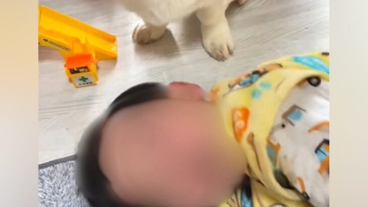 男の子が犬の前で寝転がっているところ『お手』をさせた結果→真剣な顔つきで…まさかの行動が20万再生「表情なんなん？ｗｗ」「容赦なくて草」(ブログ)