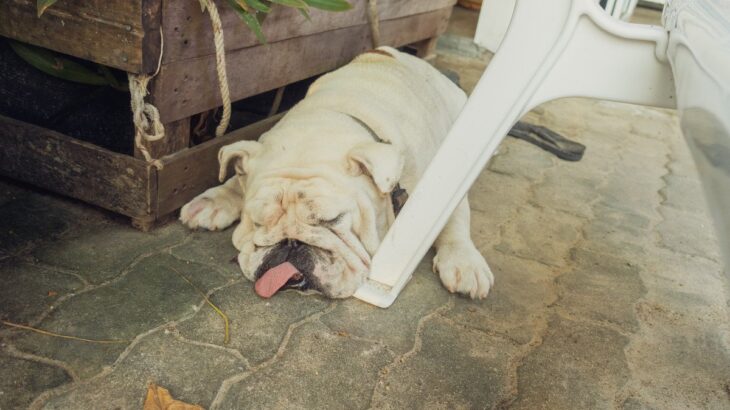 犬が『お水を飲まない』原因5選　水分不足による危険な症状や脱水を防ぐための対処法まで(ブログ)