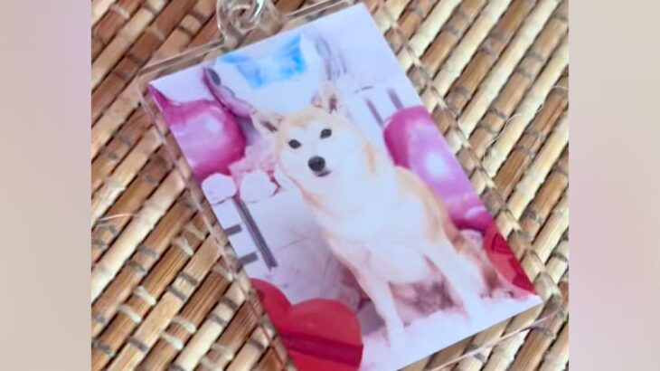 オーディションに参加した犬→『応募時の写真』と実際の顔を比較したら…加工詐欺にしか見えない『違いすぎる光景』に反響「別犬で草」「じわる」(ブログ)