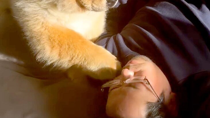 寝ているパパにちょっかいをかけ、叱られてしまった大型犬→わかりやすい『しょんぼり顔』が647万再生「困ってる表情たまらん」「人間みたい」(ブログ)