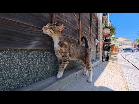 漁港の街の裏通りを歩いていたら食堂前にいた猫ちゃんがモフられに出てきた(YouTube)