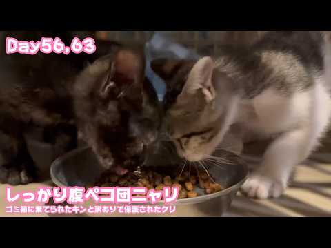 しっかり腹ペコ団ニャリ  ゴミ箱に棄てられたキンと訳ありで保護されたクリ  Day56,63  2026 06 12 1(YouTube)