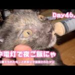 停電24時間超えました 猫ヤギ犬達はみんな無事です 人はヘロヘロ(YouTube)