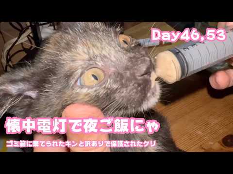 停電24時間超えました 猫ヤギ犬達はみんな無事です 人はヘロヘロ(YouTube)