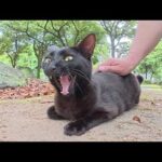 ツヤツヤの黒猫ちゃんが仲間が集まる庭園に連れて行ってくれた(YouTube)