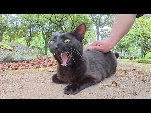 ツヤツヤの黒猫ちゃんが仲間が集まる庭園に連れて行ってくれた(YouTube)