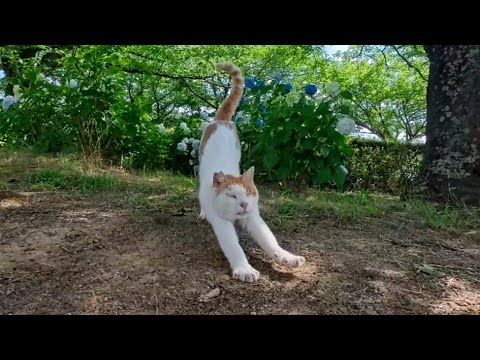 公園の草むらから猫ちゃん登場！モフられに来てくれたのが可愛すぎた(YouTube)