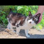 ほっぺたがタプタプのハチワレ猫ちゃんが草むらの中からモフられにきた(YouTube)