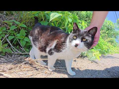 ほっぺたがタプタプのハチワレ猫ちゃんが草むらの中からモフられにきた(YouTube)