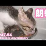 朗報！  ゴミ箱に棄てられたキンと訳ありで保護されたクリ  Day47,54  2026 06 03 2(YouTube)