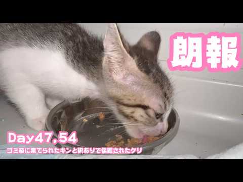 朗報！  ゴミ箱に棄てられたキンと訳ありで保護されたクリ  Day47,54  2026 06 03 2(YouTube)