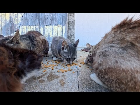 カリカリカリカリ♪ 島の猫ちゃんたちのお昼ご飯タイムが平和すぎて癒された(YouTube)