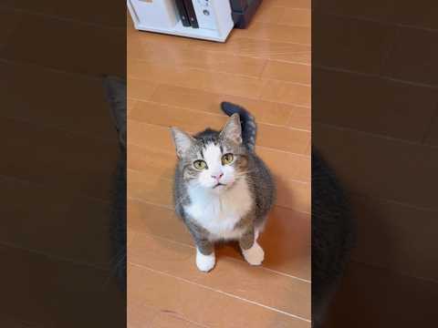 オデコ、はーい(YouTube)