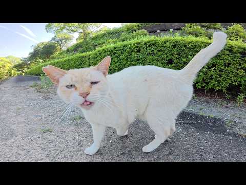 駐車場までお出迎えに来てくれた猫ちゃんを安全な場所まで連れて行く(YouTube)