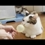 風船で遊ぼうとしたら突然のハプニングにビックリする猫(YouTube)