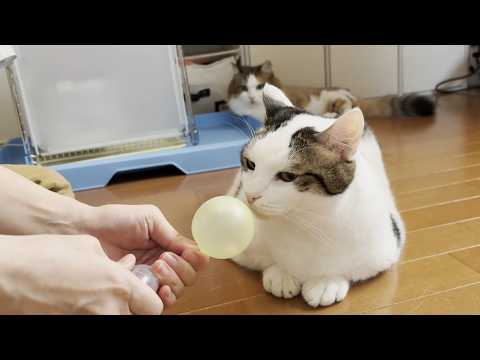 風船で遊ぼうとしたら突然のハプニングにビックリする猫(YouTube)