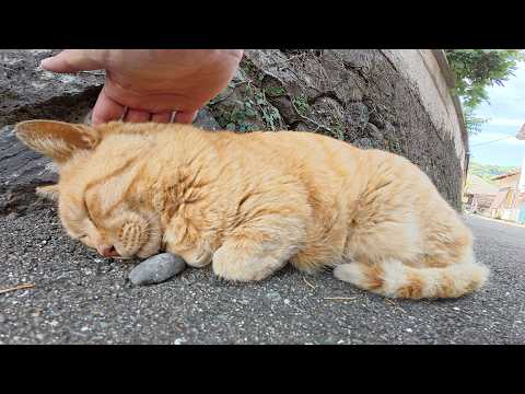 島の路地裏へ行くと、デカい猫達が気持ち良さそうにお昼寝していた(YouTube)