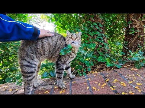 塀の上にいた猫ちゃん、撫でようと手を出すと迎え入れる様に撫でられてカワイイ(YouTube)