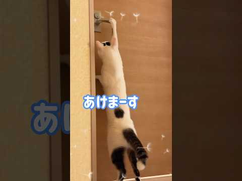 扉開けるのをマスターした猫チロさん #shorts(YouTube)