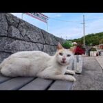港のベンチに座ったら白猫ちゃんが隣に来てくれた【癒やしの時間】(YouTube)