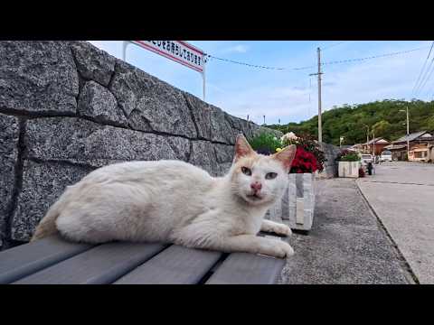 港のベンチに座ったら白猫ちゃんが隣に来てくれた【癒やしの時間】(YouTube)