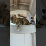 お寺の門の上から攻撃してくるキジトラ猫 #猫 #ねこ #cat(YouTube)