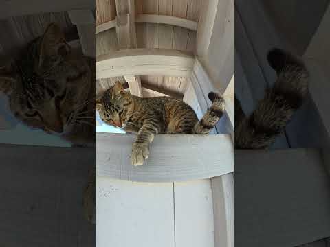 お寺の門の上から攻撃してくるキジトラ猫 #猫 #ねこ #cat(YouTube)